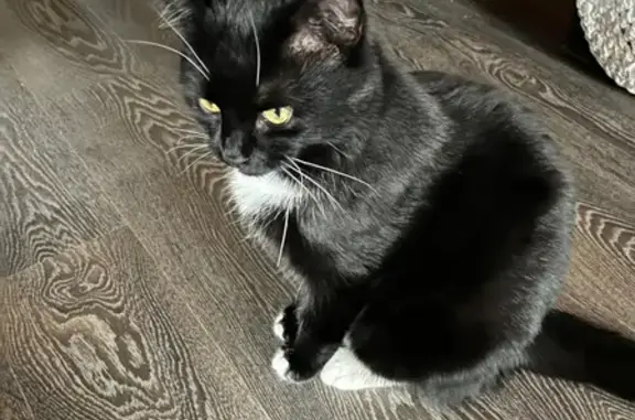 Пропала кошка в Краснопахорском поселении, черная с белой грудкой.