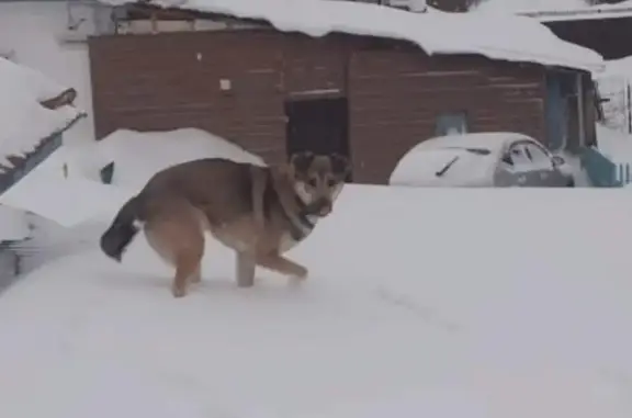 Пропала собака Кабель в Тюменском переулке, Томск