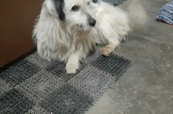 Собака найдена на Огородной улице в Саратове