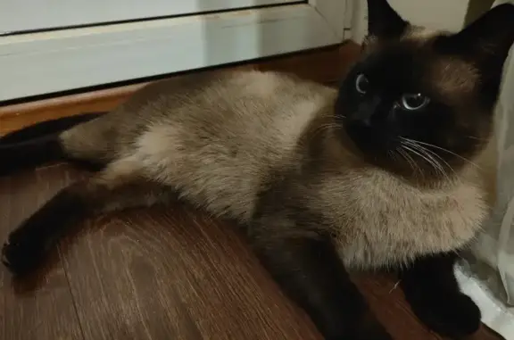 Найден тайский кот на ул. Достоевского, 84 в Краснодаре