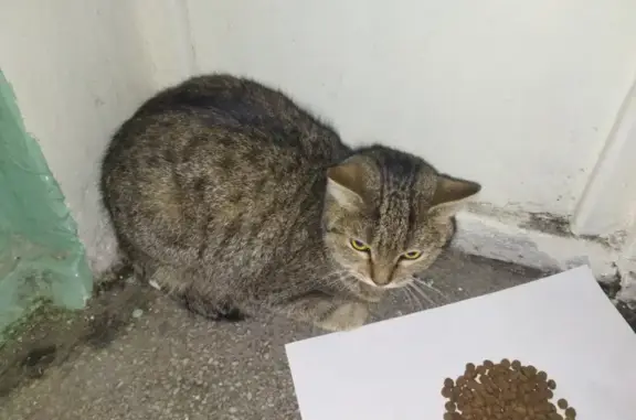 Найдена кошка на проспекте Победы, Челябинск