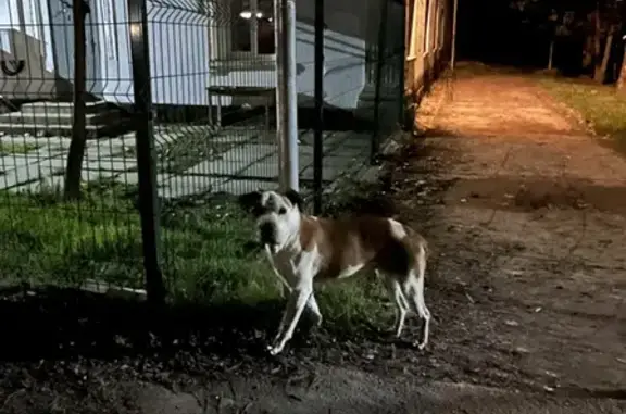 Найдена собака на Чкаловской улице в Почтовом Бахчисарае