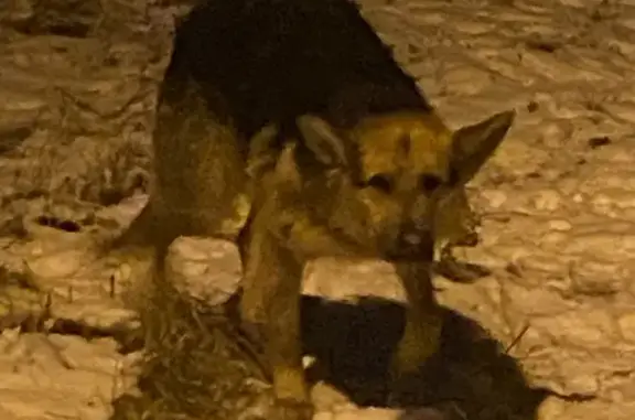 Найдена собака овчарки на улице Беляева, 39Б, Воронеж.