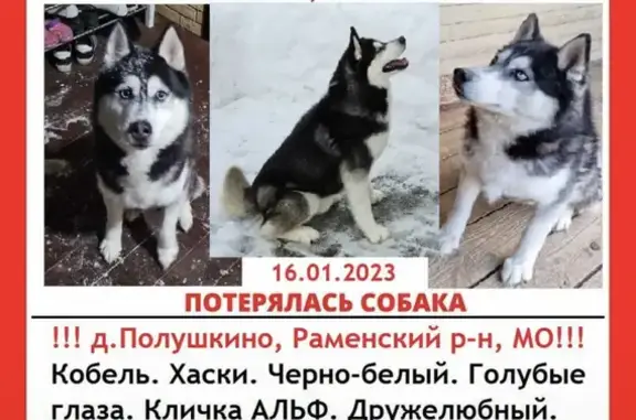 Пропала собака Альф 46Н-07199 в Полушкино