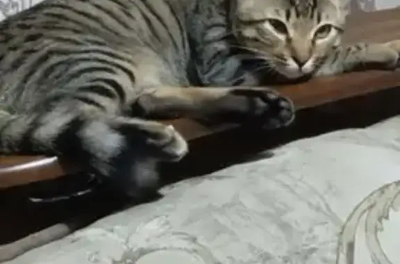 Пропал кот породы Бенгальская в Красноярском крае