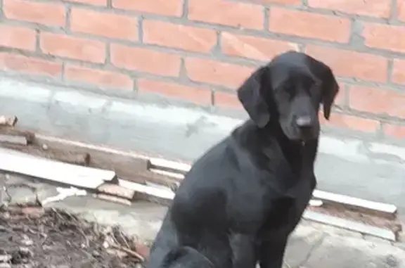 Собака найдена на Казахской, 125 в Ростове