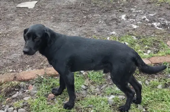 Найден щенок на Казахской ул. в Ростове-на-Дону
