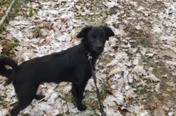 Пропала собака метис черного окраса в Юрлово, Московская область