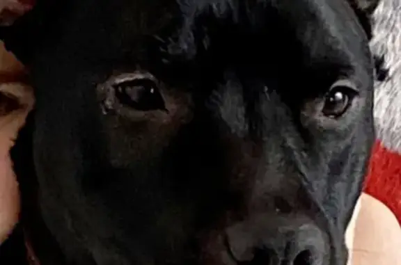 Пропала собака Джессика на улице Ленина, 44, Алапаевск