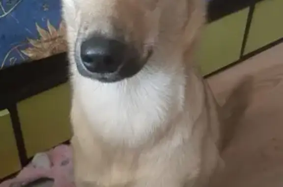 Пропала рыжая собака в Ангарске, 26 адрес