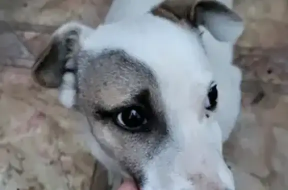 Собака Пёсик найдена на улице Донские Зори
