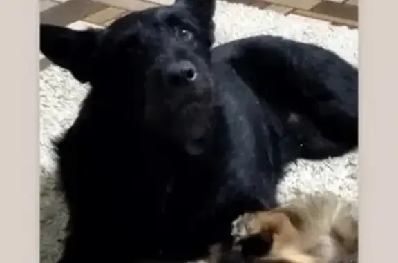 Пропала чёрная собака в Новочеркасске, Ростовская область