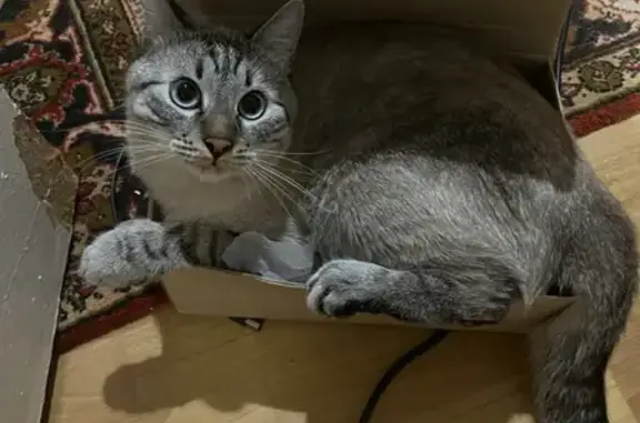 Пропала крупная кошка на Комсомольской 248 в Орле