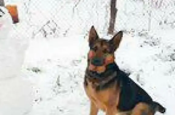 Пропала собака Джек в Беленихинском поселении