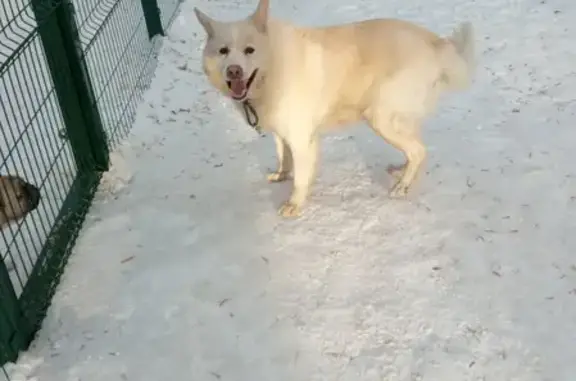 Найден бежевый пёс с оливковым ошейником в Екатеринбурге