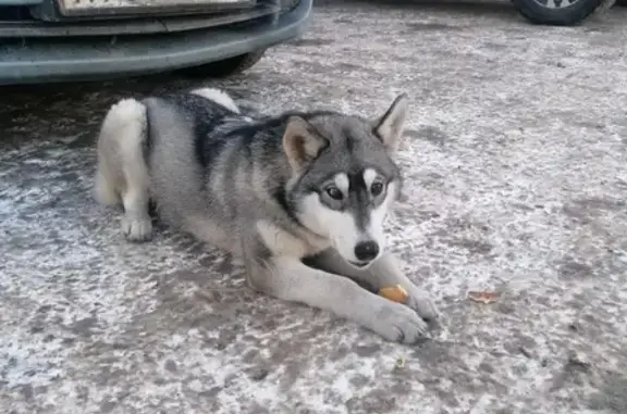 Собака найдена на ул. Красных Коммунаров, Самара