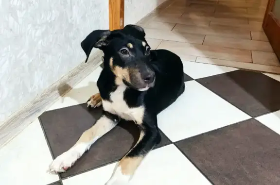 Собака найдена на Комсомольском проезде, 5 в Анапе