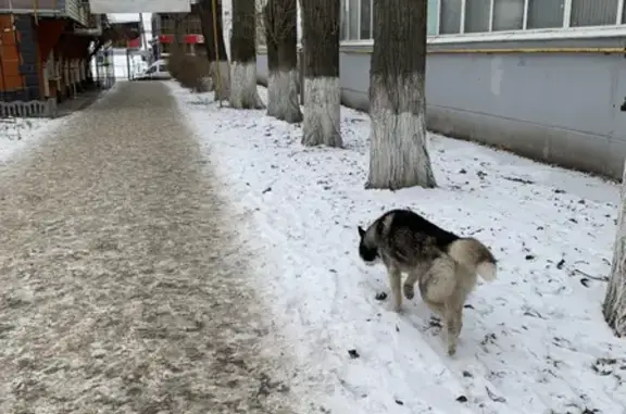 Собака найдена на Ильинской площади, Саратов