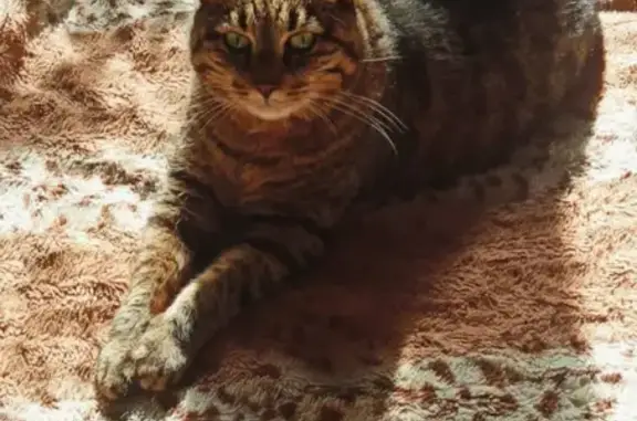 Кошки потеряшки, Санкт-Петербург, фото: Потеряшка кошка Шпинат на улице Шелгунова, 26 литЛ, Санкт-Петербург