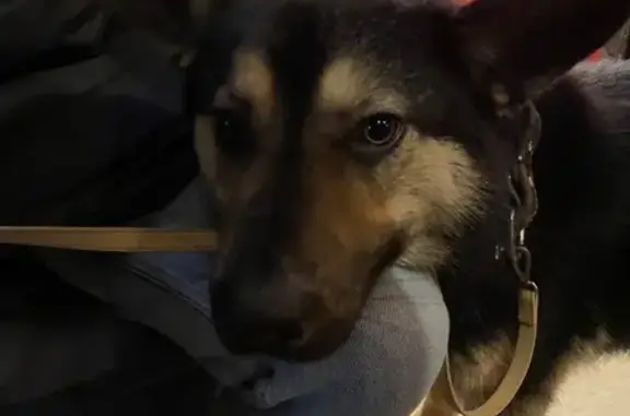 Собака Мальчик найдена на ул. Курчатова, 27 в Обнинске