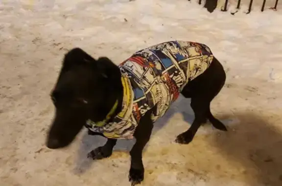 Найдена собака в районе Красной площади, Оренбург.