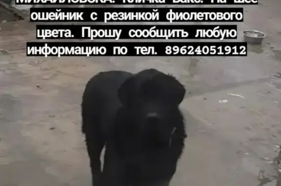 Пропала собака Чёрный лабрадор на ул. Гагарина, 479