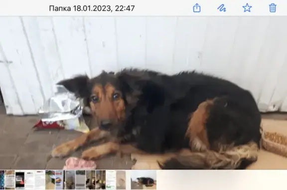 Найдена собака на пр. им. газеты Красноярский Рабочий, 24А
