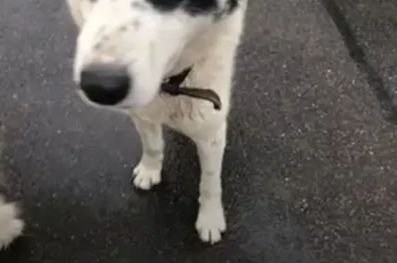 Найдена собака на Комсомольской, Зеленогорск