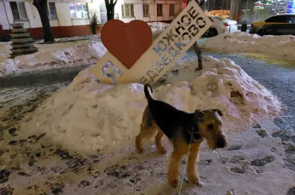 Пропала собака Феникс, Ясный проезд 5, Москва