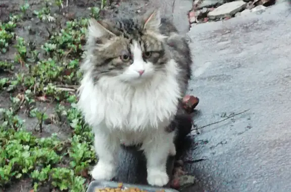 Найден кот на ул. Дундича, 66 в Ростове-на-Дону