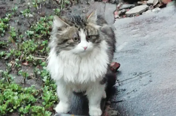 Найден кот на ул. Дундича, Ростов-на-Дону
