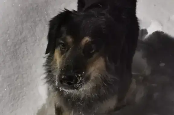 Пропала собака Мишка в Московской области