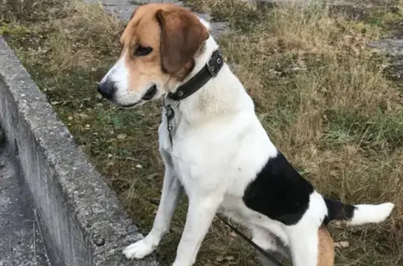 Собаки потеряшки, Москва, фото: Потеряшка собака в Алексино-Шатур: гончак, 6 лет, ошейник с поводком.