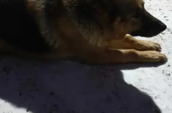 Собака Овчарка найдена на ул. Маршала Захарова, 15 в Тюмени
