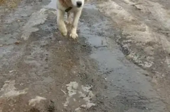 Пропала собака Байкал в Ленёвке, Свердловская область