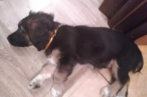 Найден щенок на Пугачёвской, Ивановка