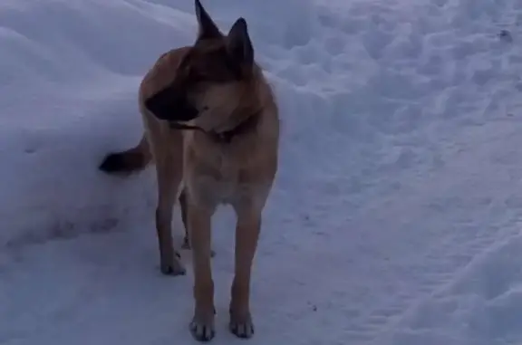 Найденные животные Нижний Новгород, фото: Собака найдена на Центральной улице, 1