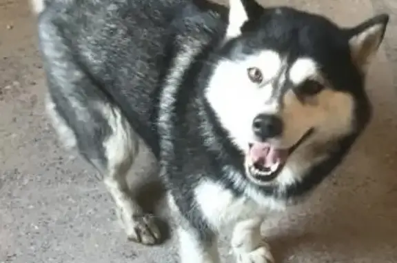 Собака найдена на улице Варфоломеева, Ростов-на-Дону.