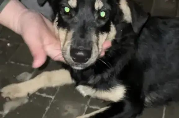 Собака найдена на Московской, 20 в Пензе!