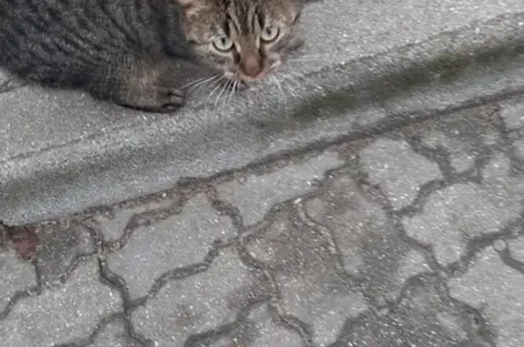Ласковая кошка ждет на Брусничной, Калининград