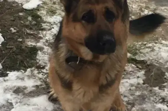 Пропала собака Лиза на улице Чехова, Брянск