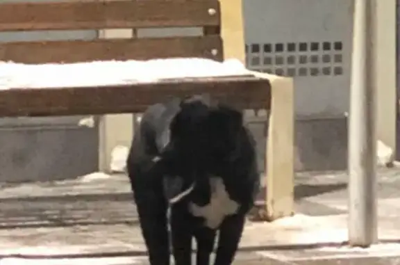 Собака с белыми отметинами на платформе Есино, ул. Слобода, 3