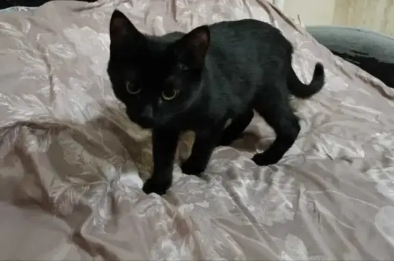Найден чёрный котенок на Баландина 5 в Балашихе