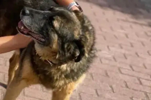 Пропала собака Туман, Гурьевск, Калининградская область.