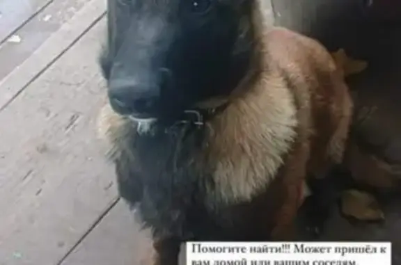 Пропала собака на Нижне-Складской, Томск