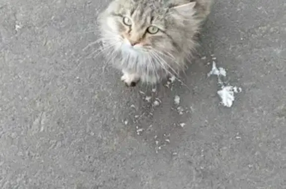 Найдена кошка ул. Дмитрия Средина, 9, Медведево