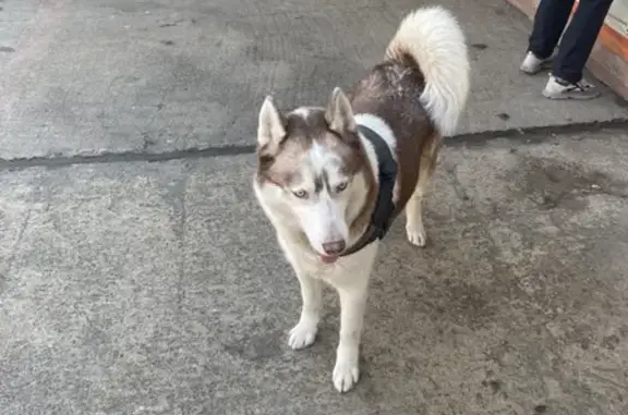 Собака найдена на улице Фурманова, 39 в Сочи.