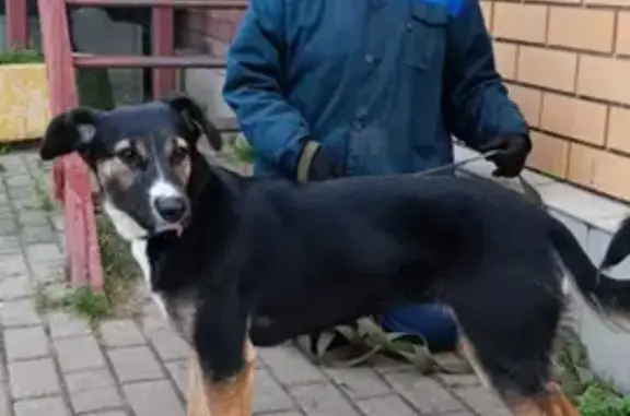 Пропала собака Это Велта на Угличской улице 11 с1, Москва