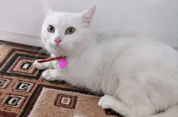 Найдена белая кошка на Междуреченской