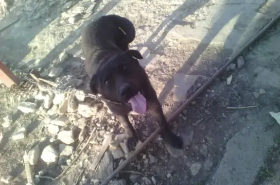 Пропал большой черный пес на Советской улице в Платово.